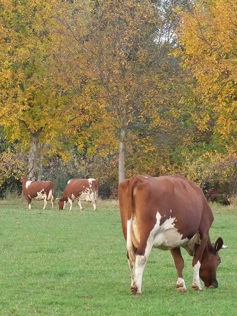 Haus Bollheim - Kühe auf der Weide